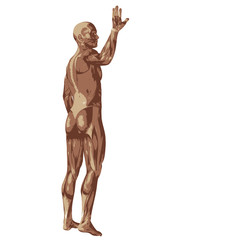 Fototapeta na wymiar 3D human or man with muscles for anatomy or sport designs