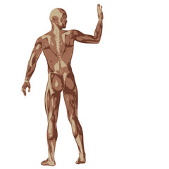 3D human or man with muscles for anatomy or sport designs