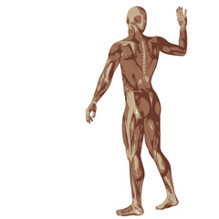 3D human or man with muscles for anatomy or sport designs