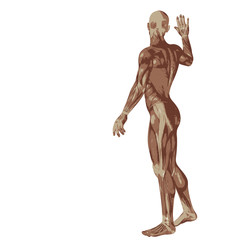 Fototapeta premium 3D human or man with muscles for anatomy or sport designs