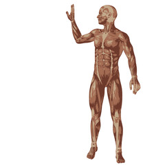 3D human or man with muscles for anatomy or sport designs