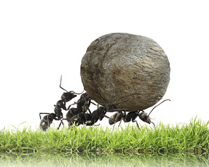 team of ants rolls stone uphill