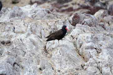 oystercatcher bird