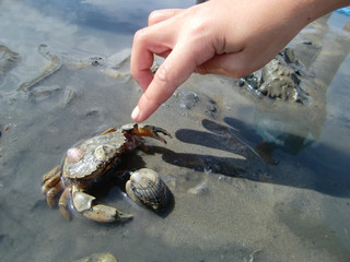 Strandkrabbe im Wattenmeer