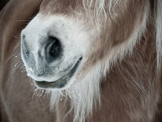 Pferde Detail 86, Nase Nüstern und Maul von vorne seitlich