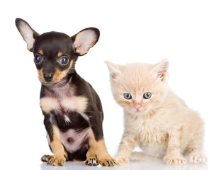 kitten and puppy with astonishment look. isolated on white