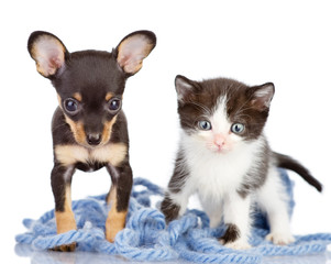 kitten with a puppy look in a lens. isolated on white