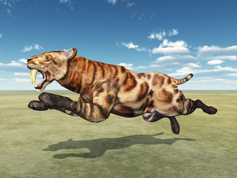 S&auml;belzahnkatze Smilodon