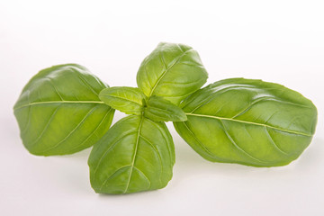 close up on basil leaf