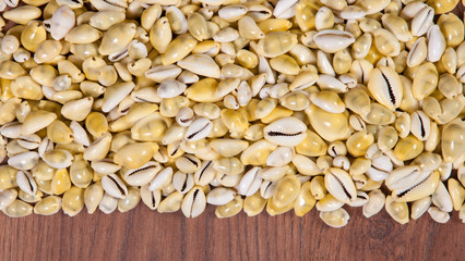 Sea shells on wood background