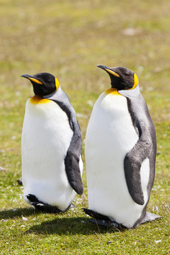two king penguins stays on the grass