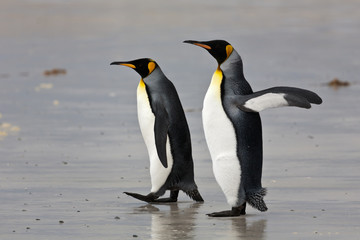 Fototapeta na wymiar dwa królewskie pingwiny na plaży