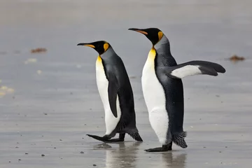 Papier Peint photo autocollant Pingouin deux manchots royaux sur la plage