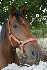 Obraz premium CAVALLO