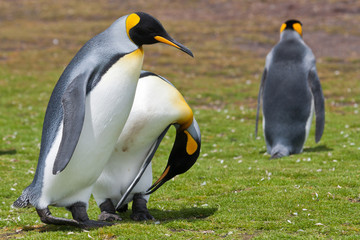 Fototapeta premium two king penguins runs
