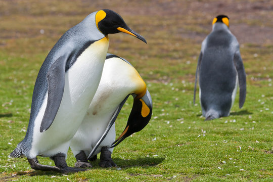 two king penguins runs