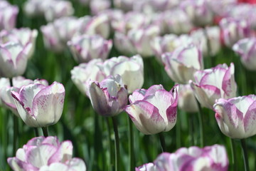 Tulip meadows
