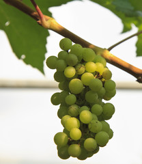 Vineyard Grapes