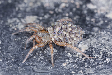 Wolf spider carrying many baby spiders, extreme close-up