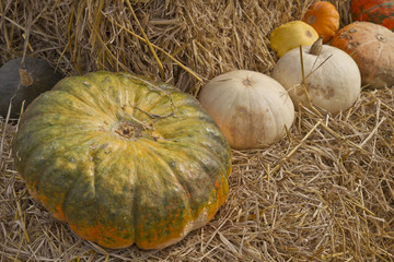 multi colored pumpkins