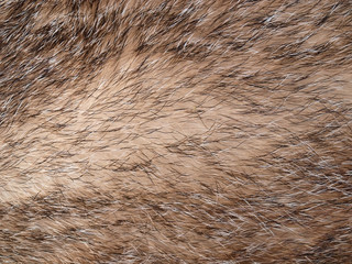 Badger fur background