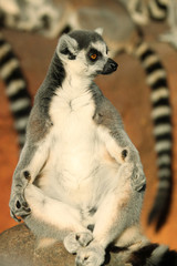 Ring-Tailed Lemur Amongst a Group of other