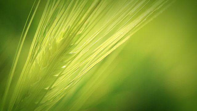 The green wheat spica. Close-up
