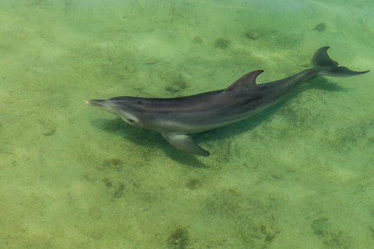 Delfin