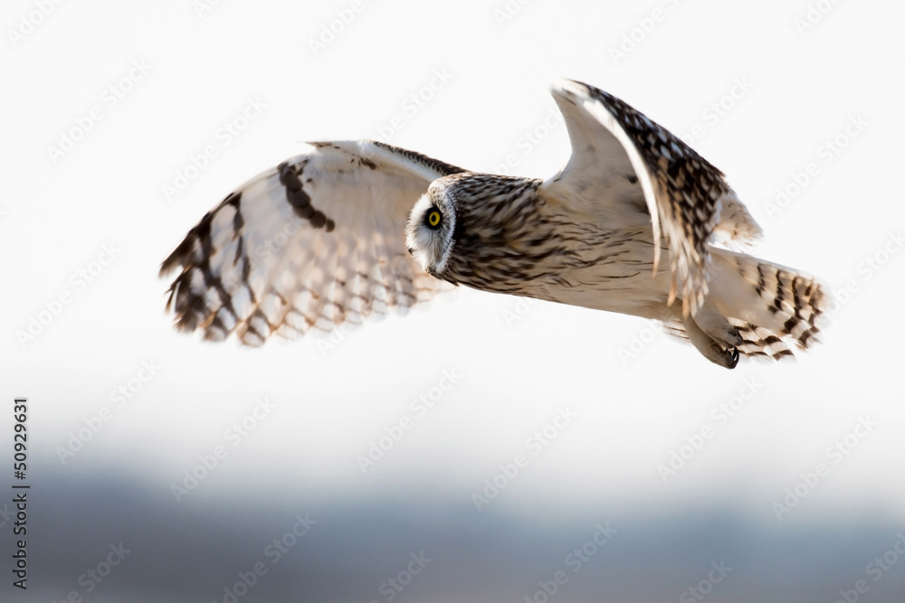 Wall mural short-eared owl