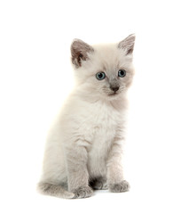 Cute kitten on white