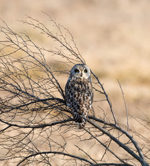 Short-eared owl