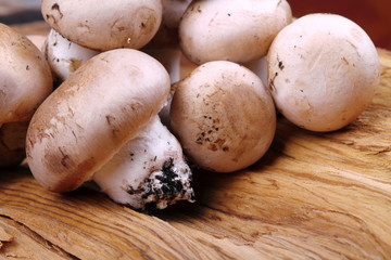 Champignons coltivati