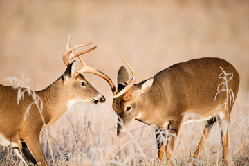 White-tailed deer bucks sparring
