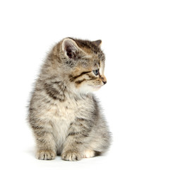 Cute tabby kitten