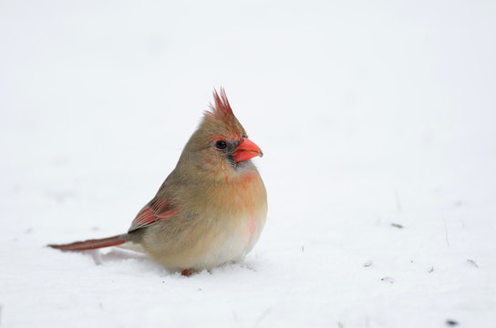 Northern cardinal in the snow