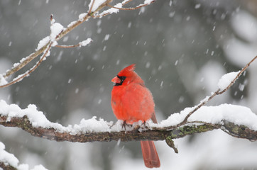 Northern cardinal in snow storm