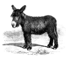 Young Donkey - Ânon du Poitou - Esel - obrazy, fototapety, plakaty