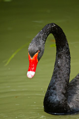 Fototapeta premium Trauerschwan (Cygnus atratus)