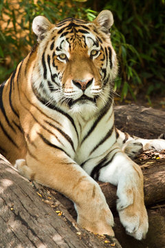 Sibirischer Tiger (Panthera tigris altaica)