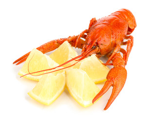 Tasty boiled crayfish with lemon isolated on white