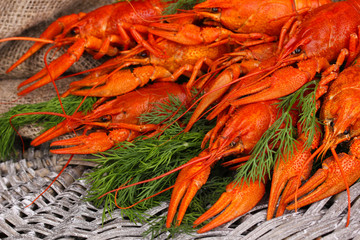 Tasty boiled crayfishes with fennel