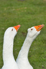 Pair of white geese on guard