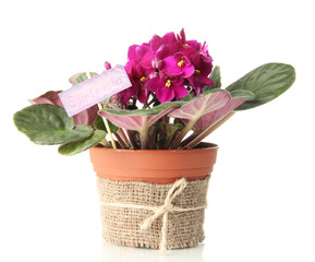 Bright saintpaulia in flowerpot, isolated on white