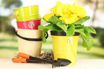 Beautiful yellow primula in flowerpot