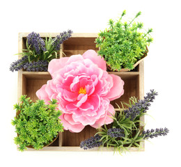 Beautiful flowers arranged in wooden box isolated on white