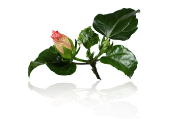 Pąk róży hibiskus z liśćmi na białym tle. - obrazy, fototapety, plakaty