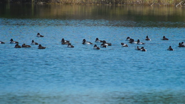 Large Bluebill Duck Flock