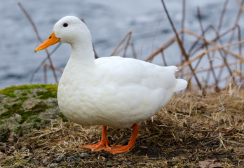 White duck on river coast