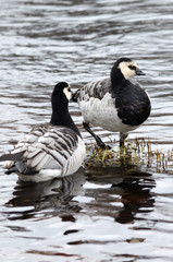 Two Canadian geese in spring river