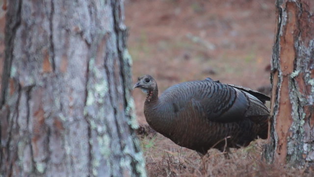 Osceola Wild Turkey in the Woods